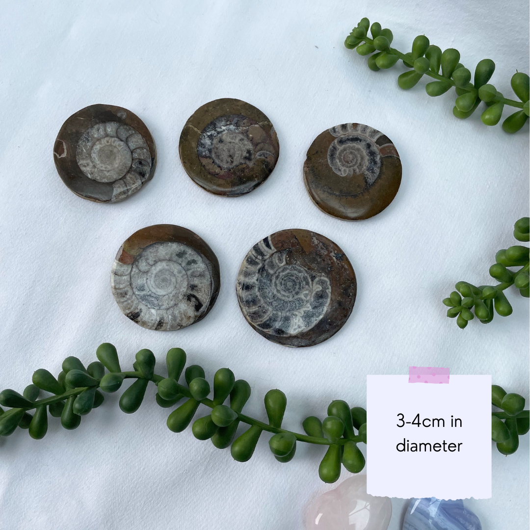 Goniatite Fossils