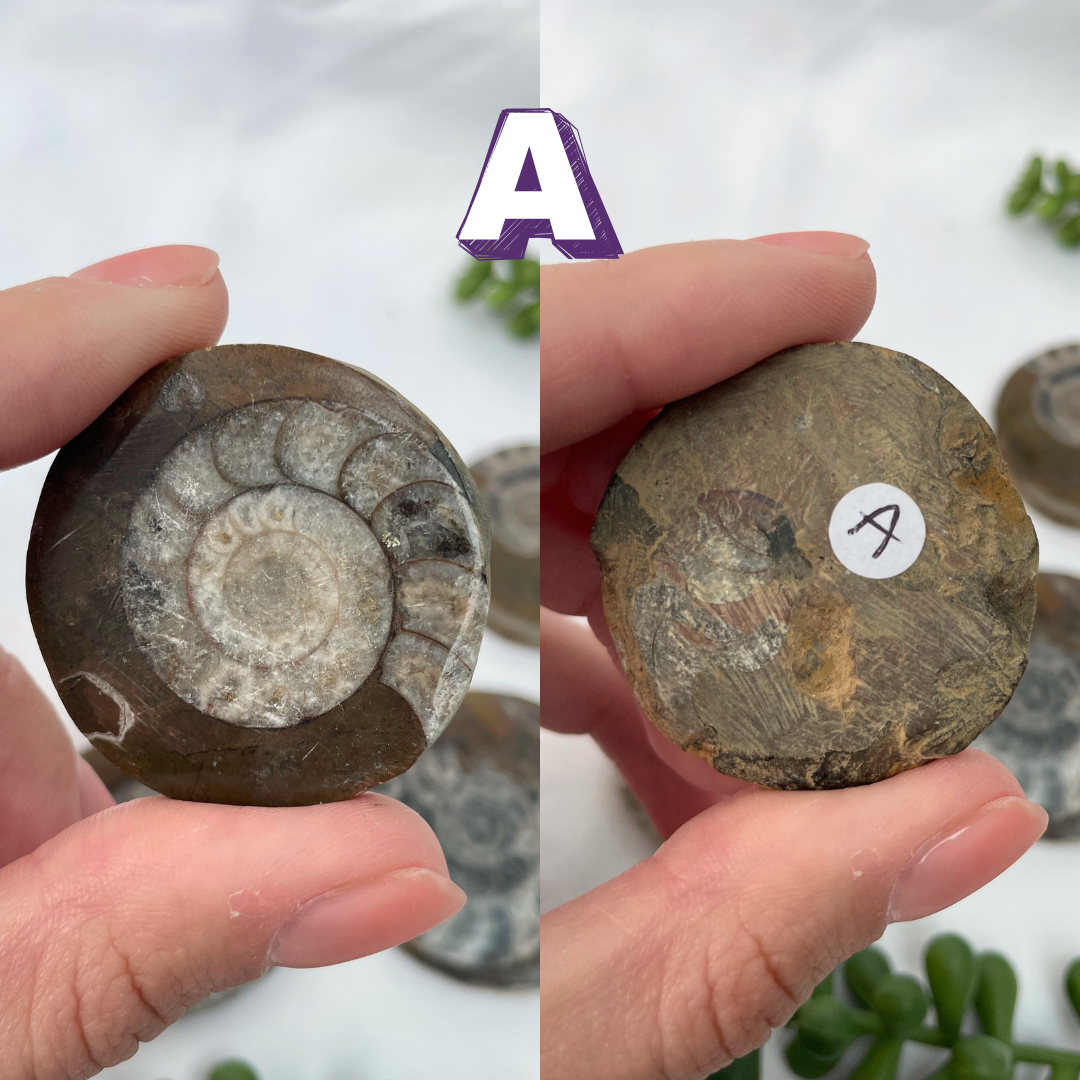 Goniatite Fossils