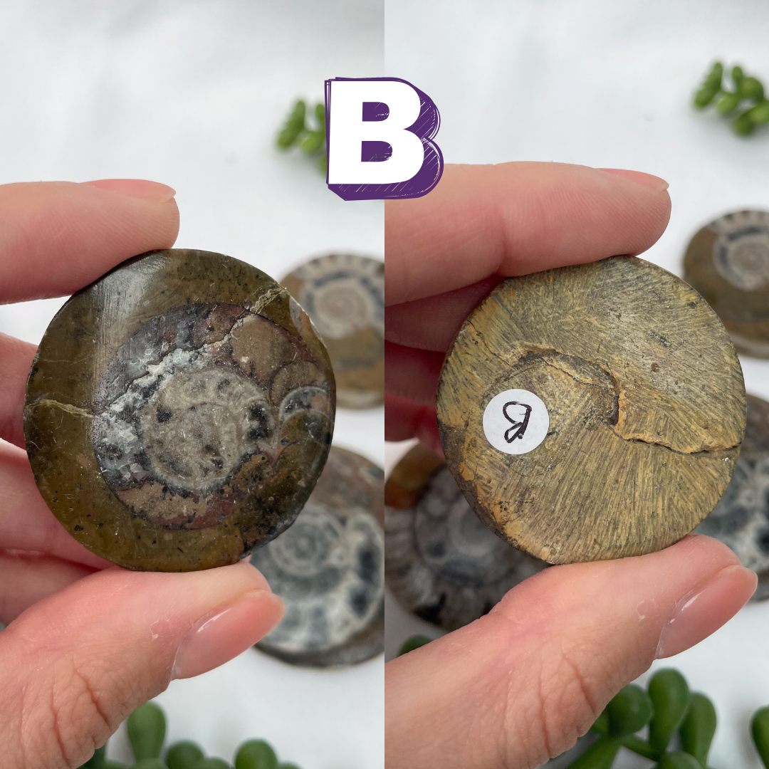 Goniatite Fossils