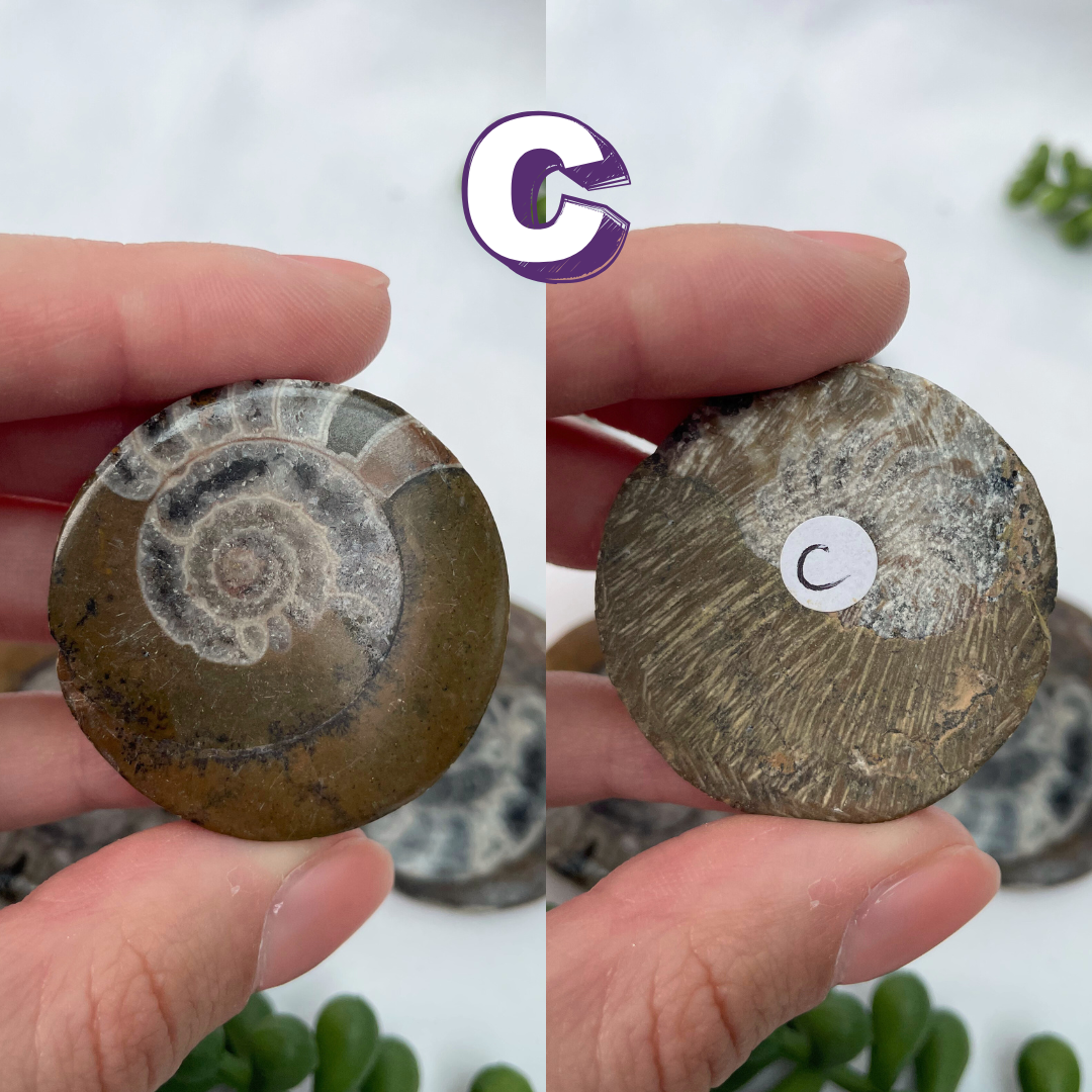 Goniatite Fossils