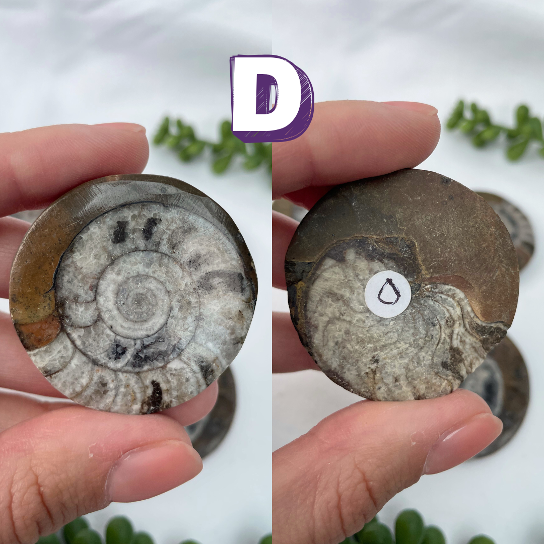 Goniatite Fossils