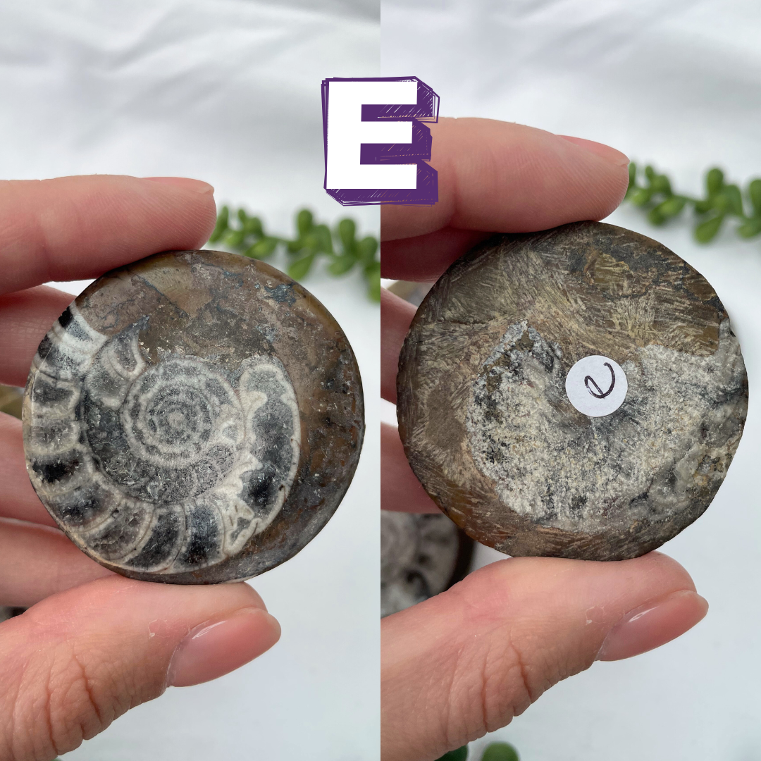 Goniatite Fossils