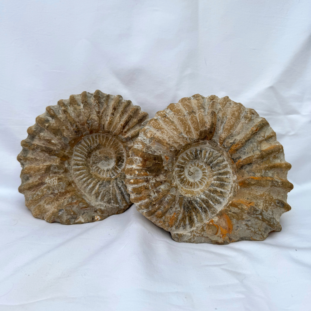 Large Ancanthoceras Ammonites | Statement Pieces