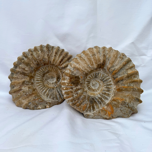 Large Ancanthoceras Ammonites | Statement Pieces