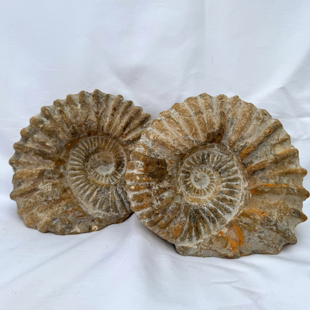 Large Ancanthoceras Ammonites | Statement Pieces