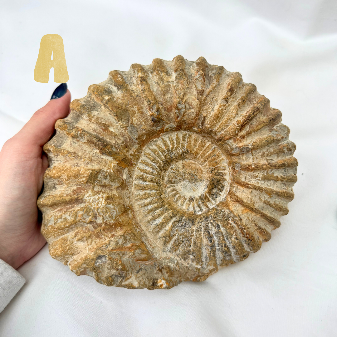 Large Ancanthoceras Ammonites | Statement Pieces