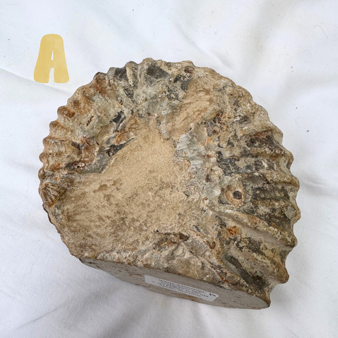 Large Ancanthoceras Ammonites | Statement Pieces