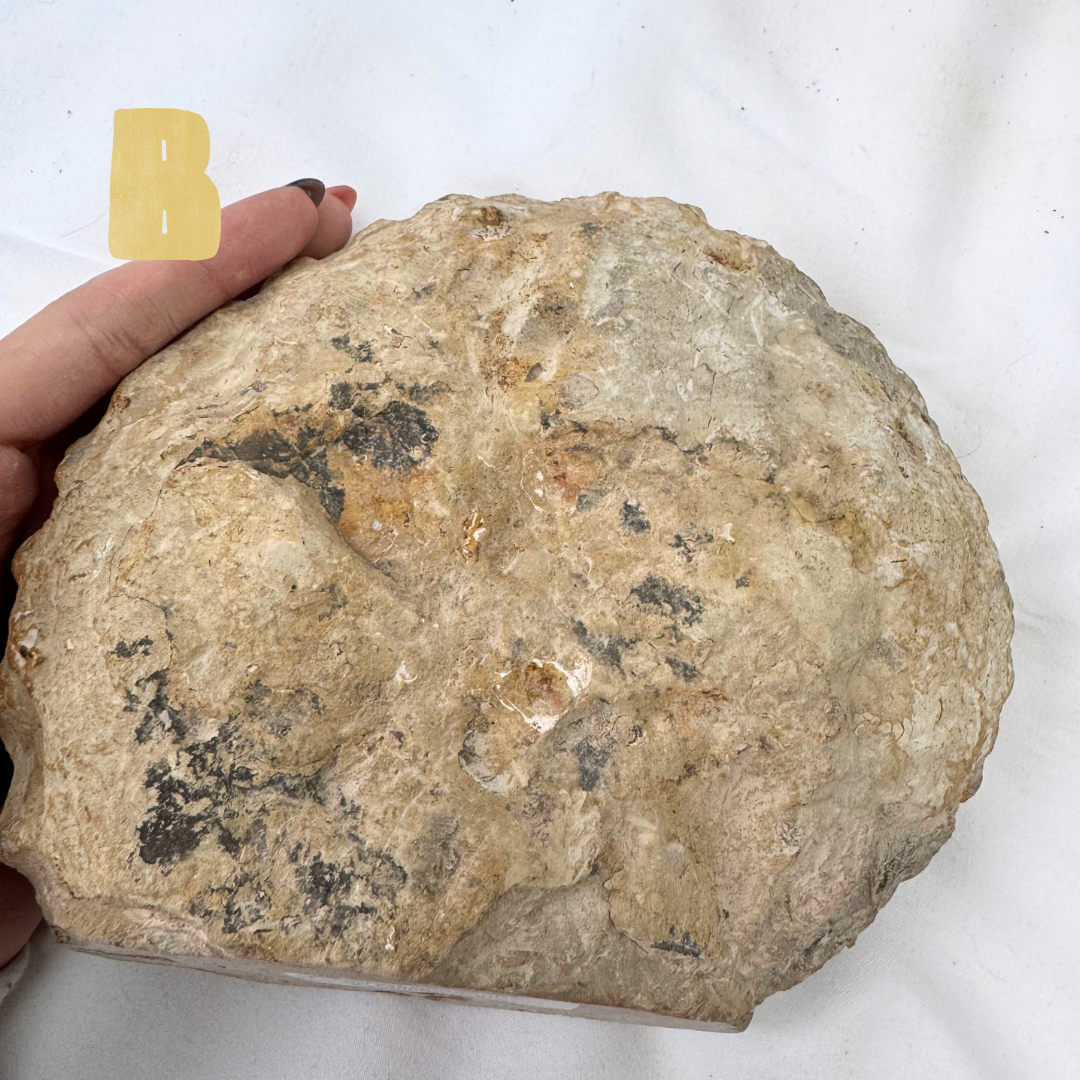 Large Ancanthoceras Ammonites | Statement Pieces