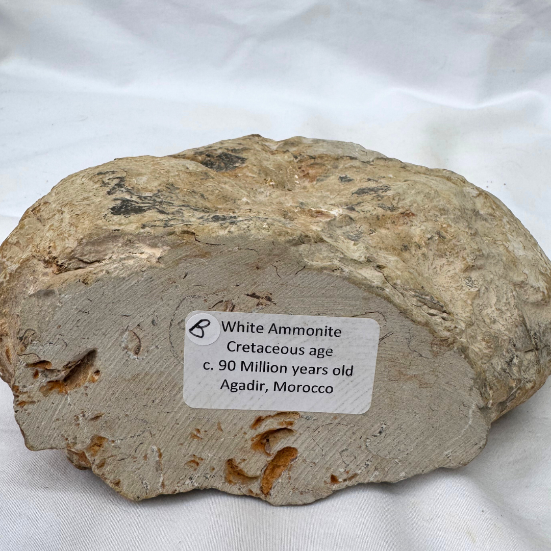 Large Ancanthoceras Ammonites | Statement Pieces