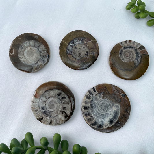 Goniatite Fossils