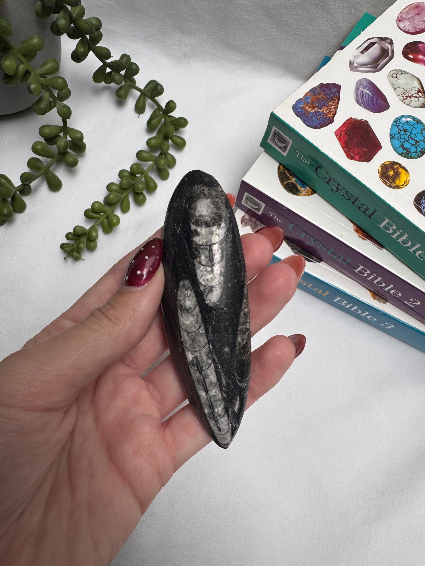 Orthoceras Fossil | Rehomed