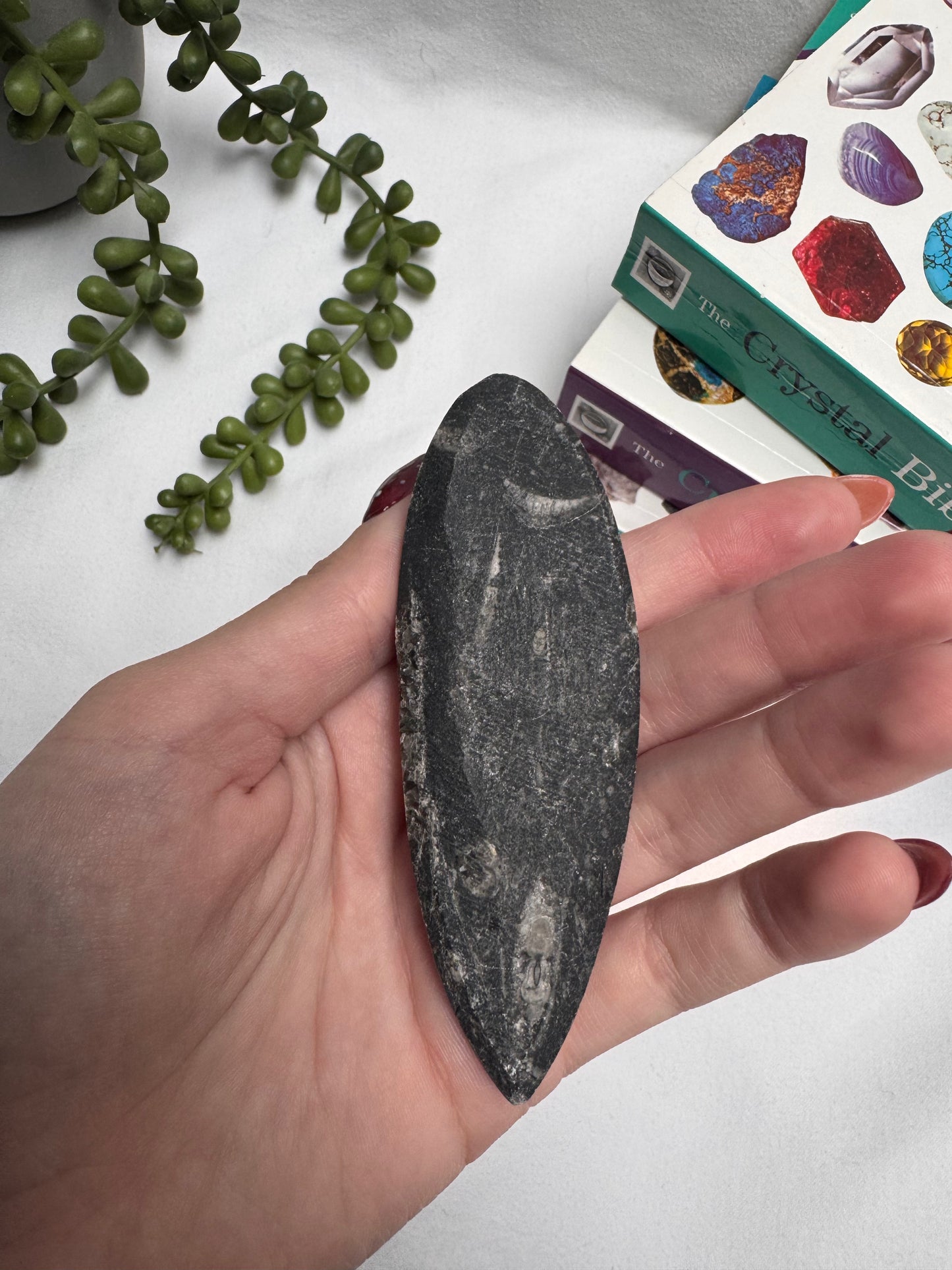 Orthoceras Fossil | Rehomed