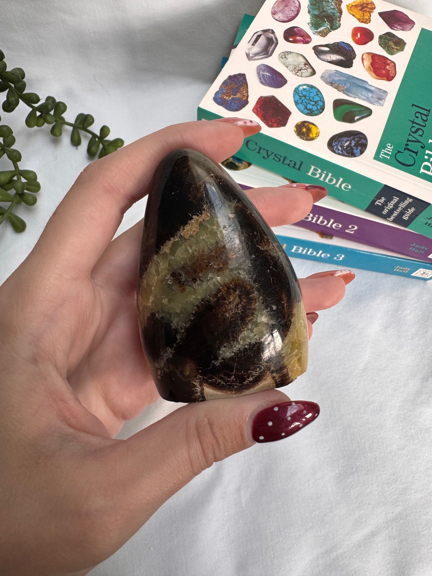 Septarian Freeform | Rehomed
