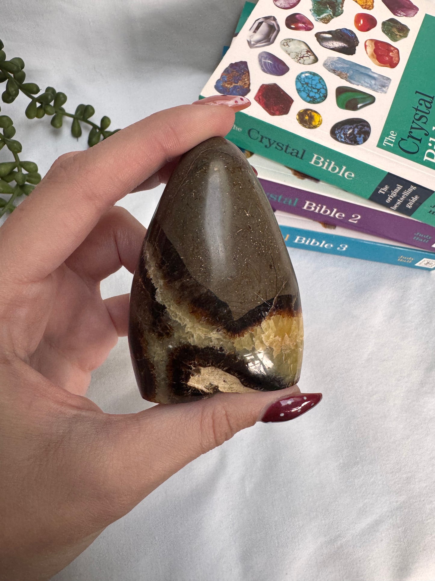 Septarian Freeform | Rehomed