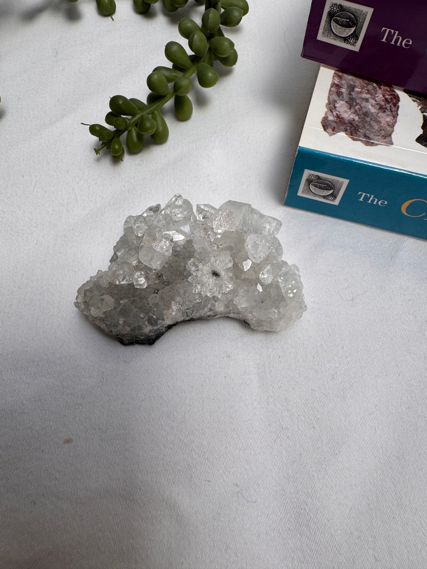 Apophyllite Cluster | Rehomed