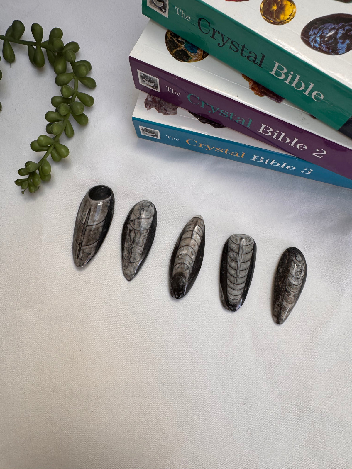 Orthoceras Fossils