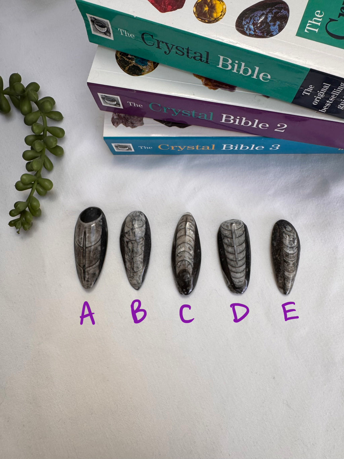 Orthoceras Fossils