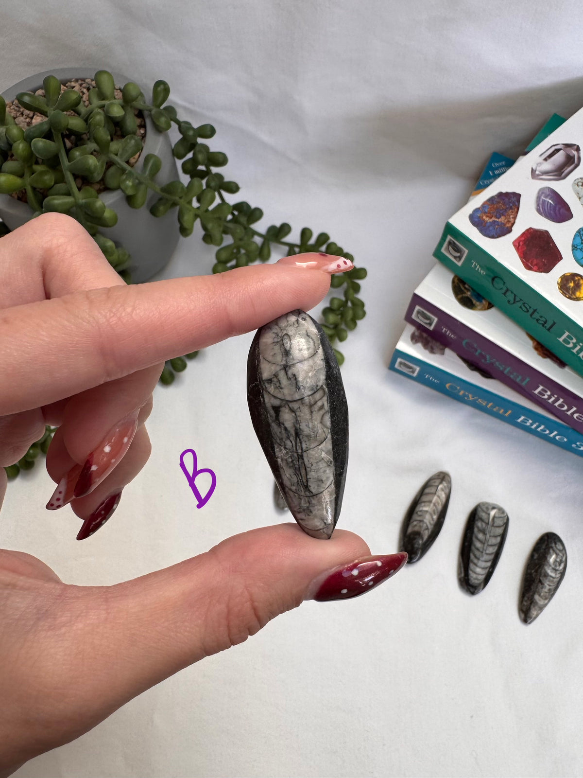 Orthoceras Fossils