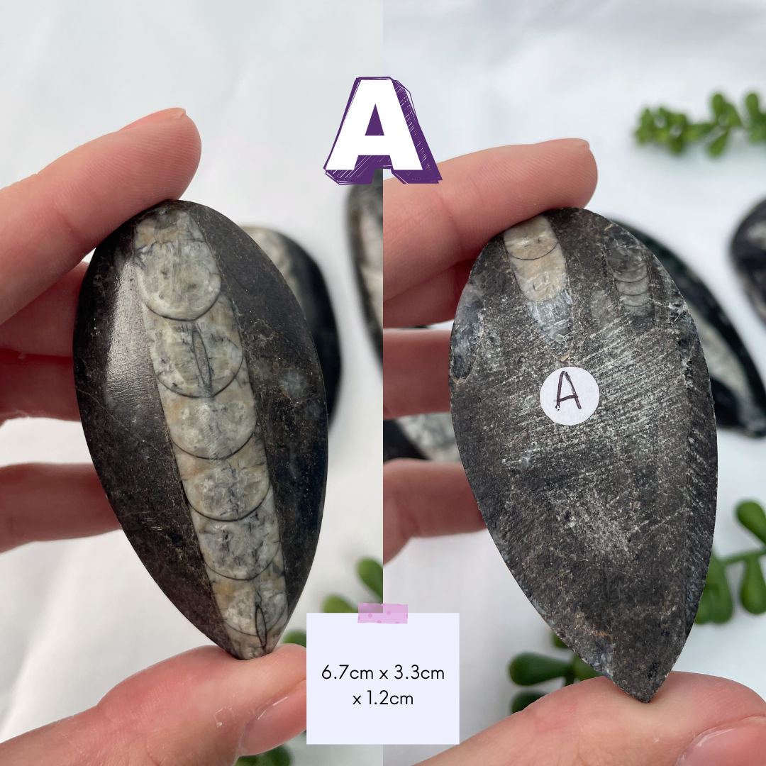 Polished Orthoceras Fossils