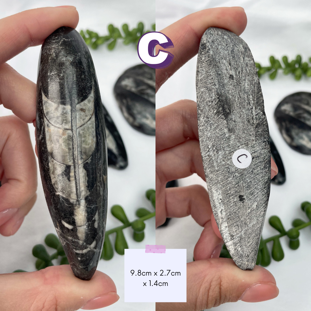 Polished Orthoceras Fossils
