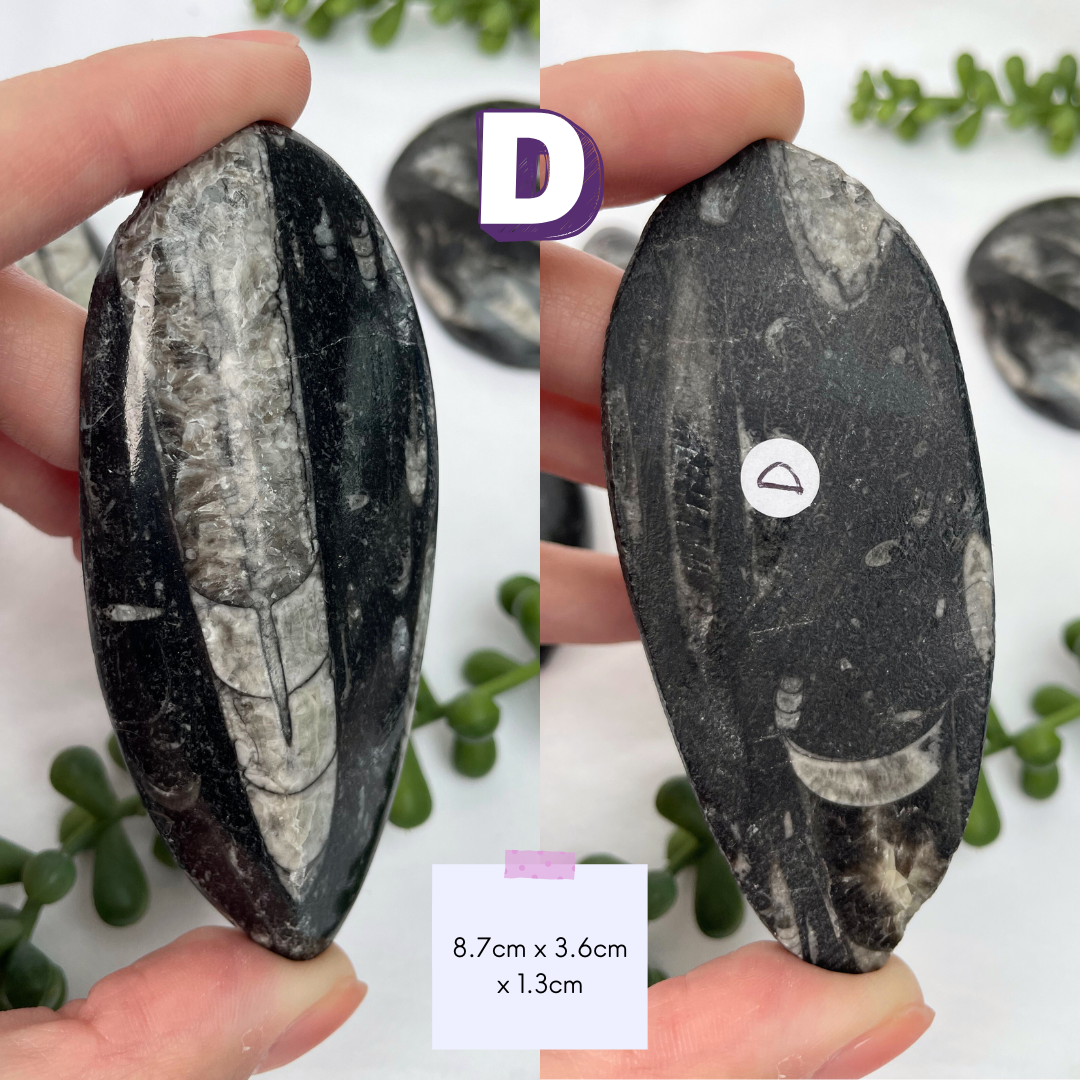 Polished Orthoceras Fossils