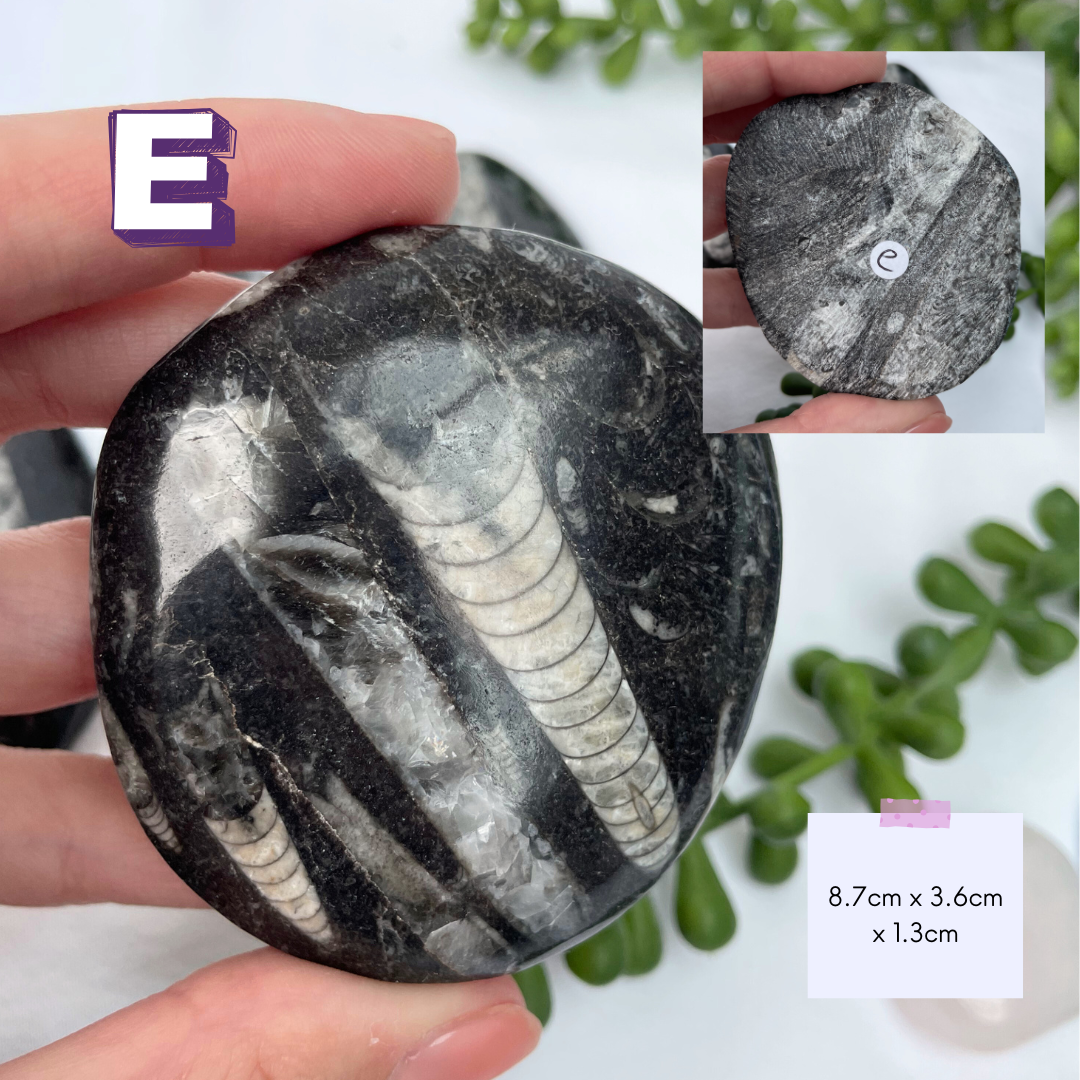 Polished Orthoceras Fossils