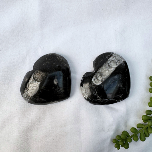 Orthoceras Large Hearts