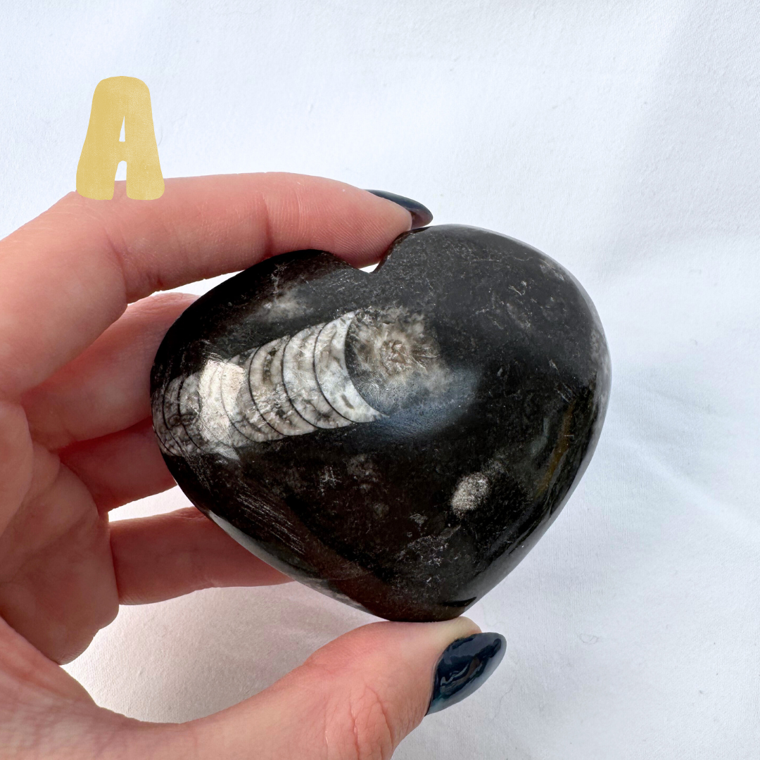 Orthoceras Large Hearts