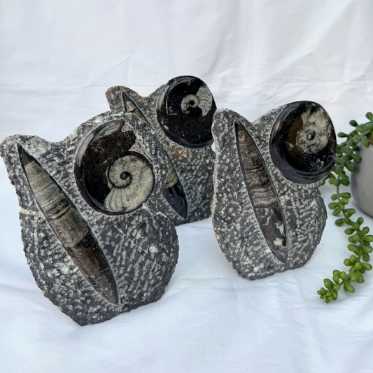 Standing Orthoceras + Ammonite Statement Pieces