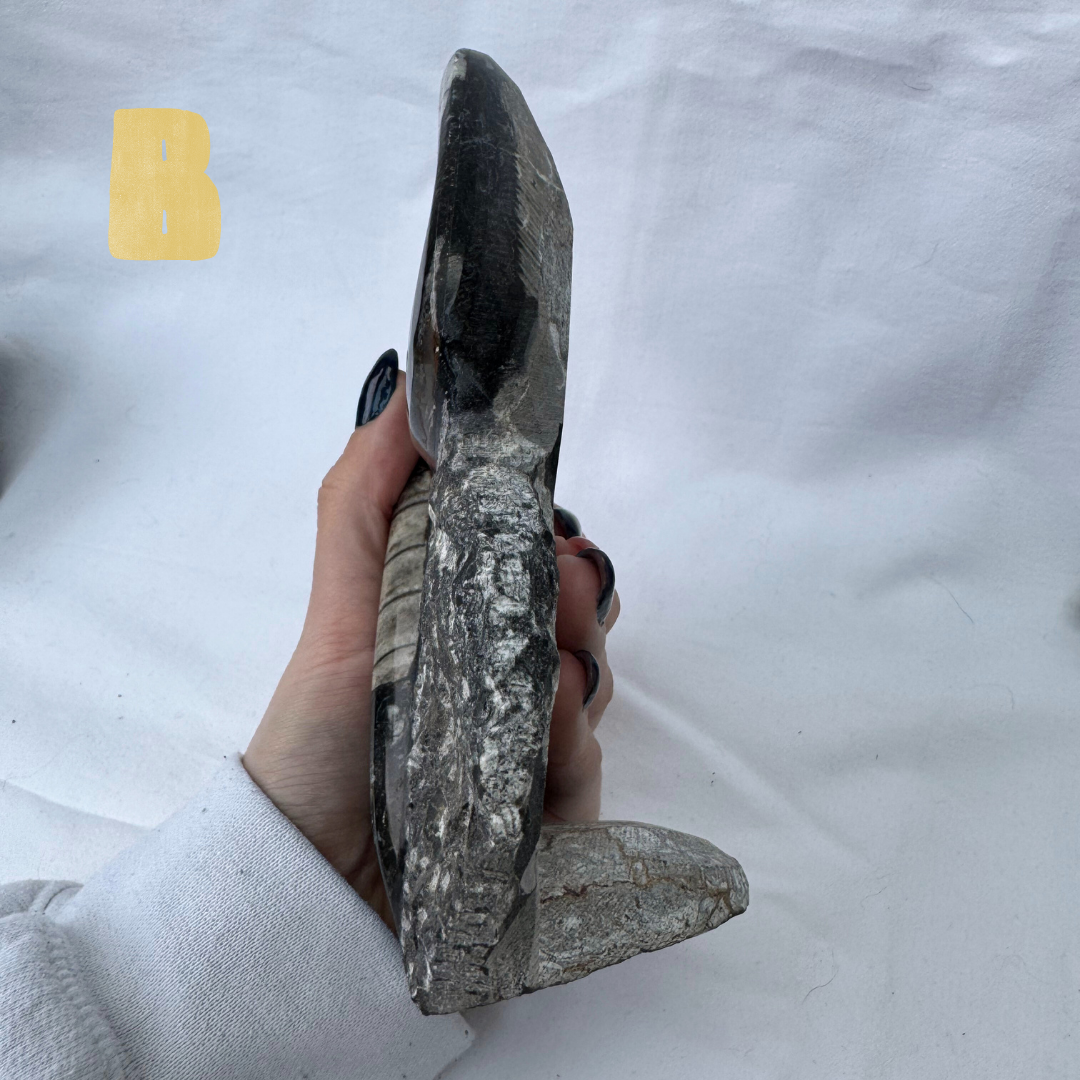 Standing Orthoceras + Ammonite Statement Pieces