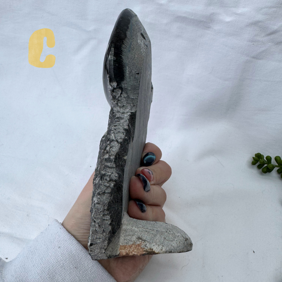 Standing Orthoceras + Ammonite Statement Pieces