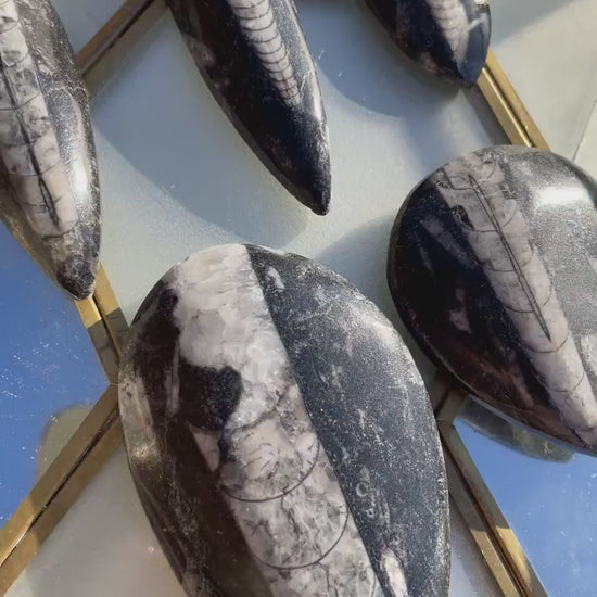 Polished Orthoceras Fossils