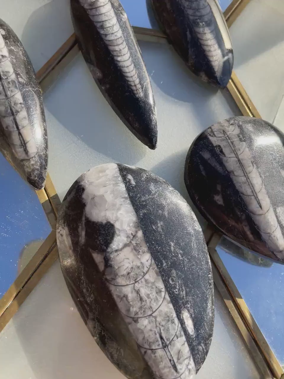 Polished Orthoceras Fossils