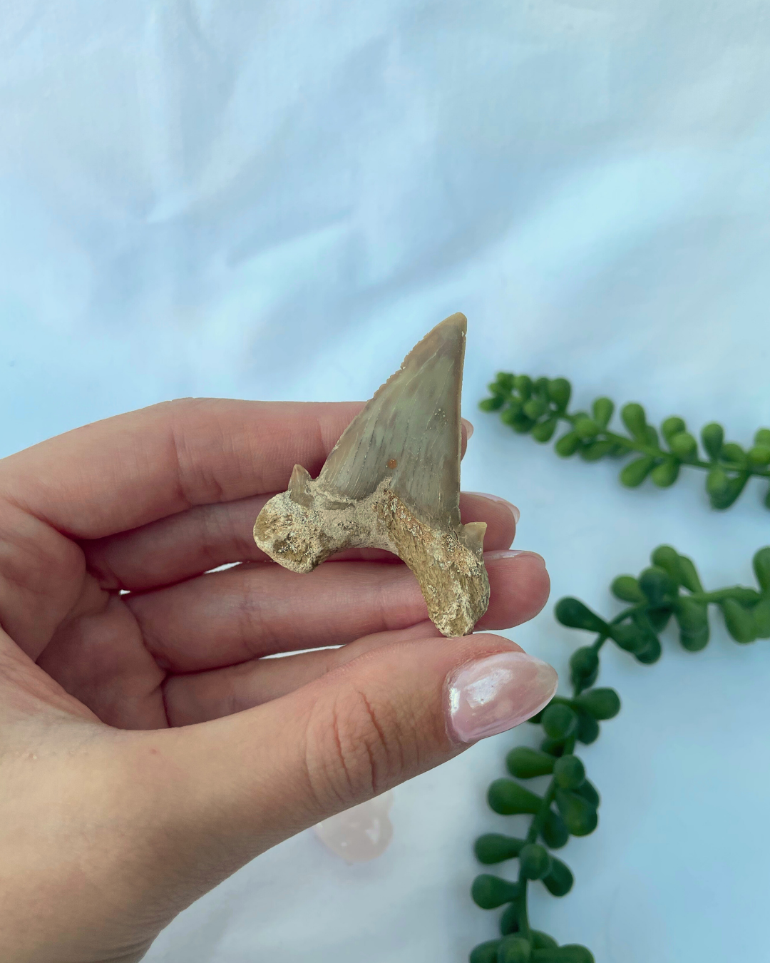Otudus Shark Tooth