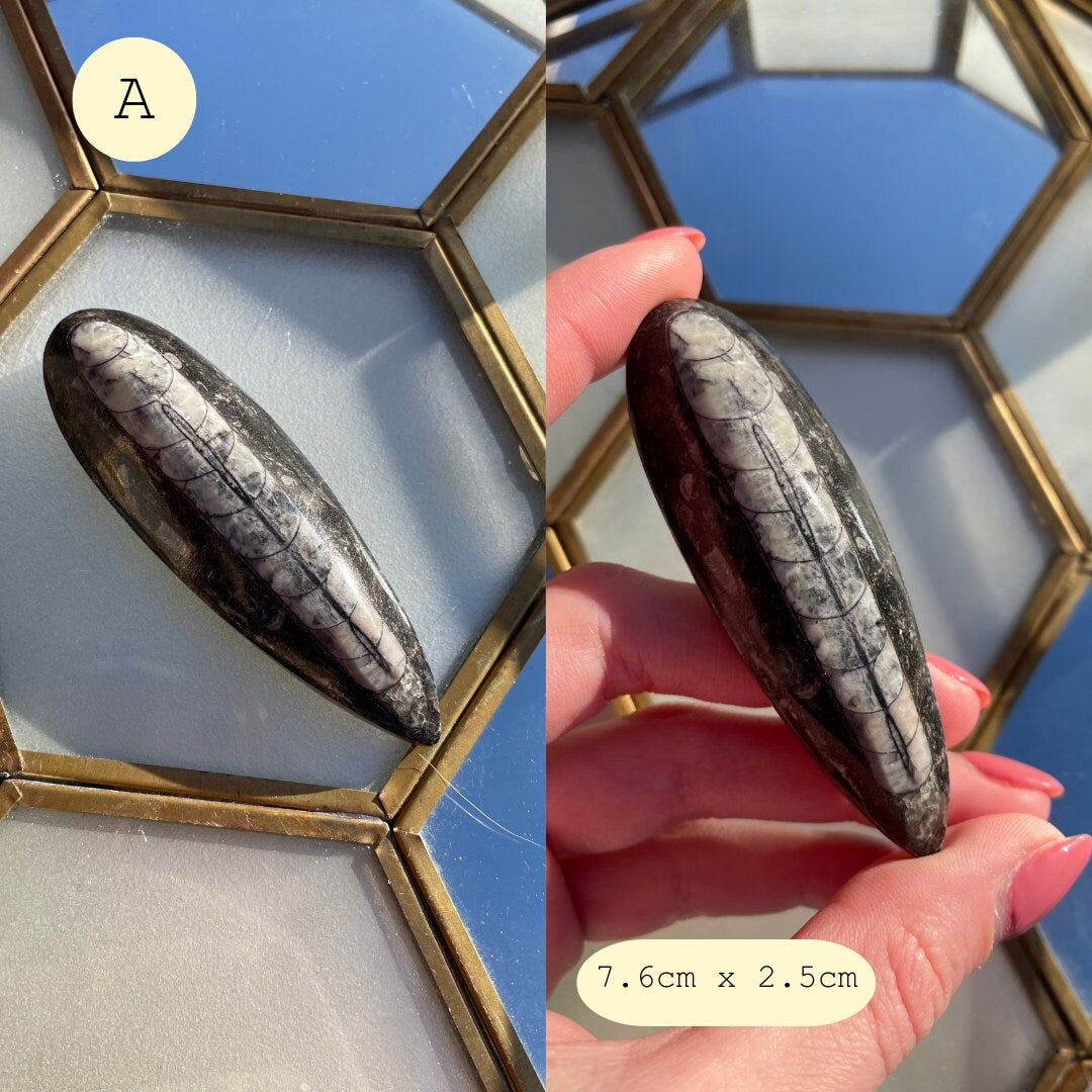 Polished Orthoceras Fossils