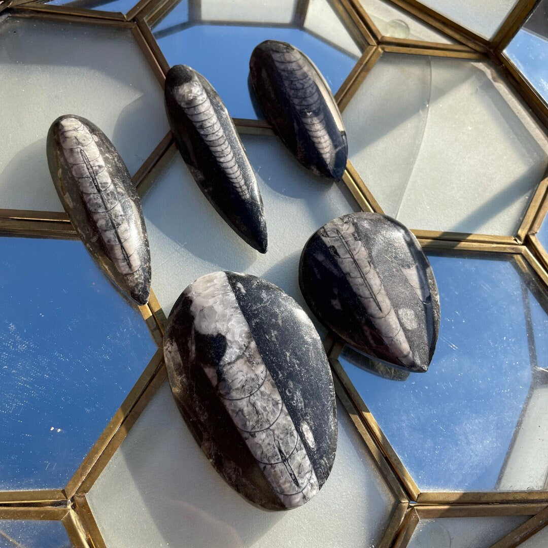 Polished Orthoceras Fossils