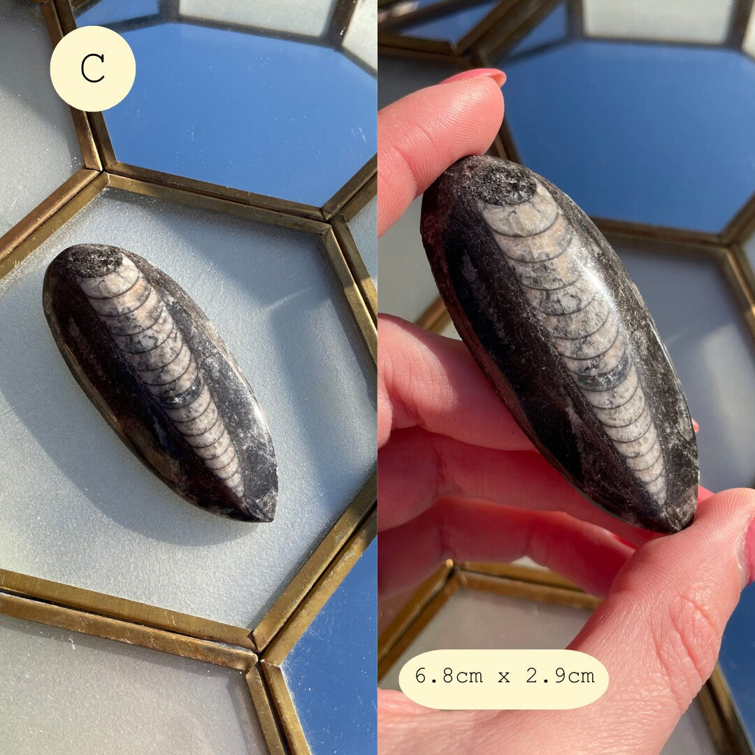 Polished Orthoceras Fossils